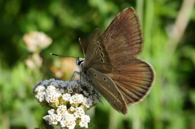 Polyommatus ripartii budashkini