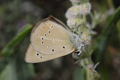 Polyommatus ripartii budashkini