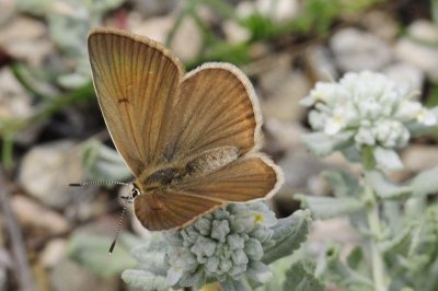 Polyommatus ripartii budashkini
