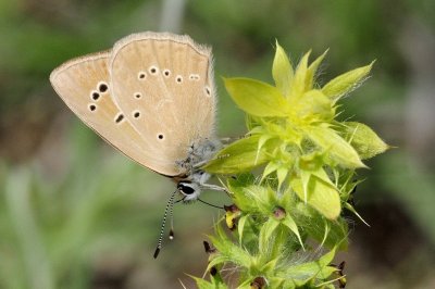 Polyommatus ripartii budashkini