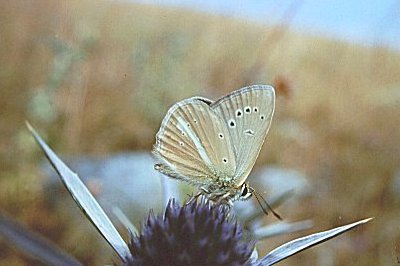 Polyommatus ripartii galloi
