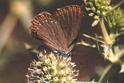 Laeosopis roboris