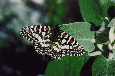 Zerynthia rumina