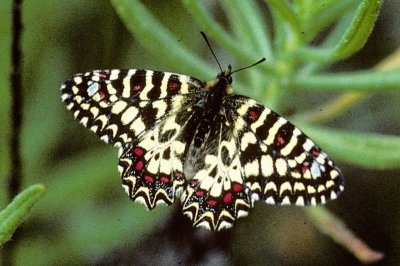 Zerynthia rumina