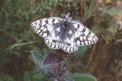 Melanargia russiae japygia