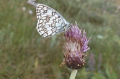 Melanargia russiae japygia