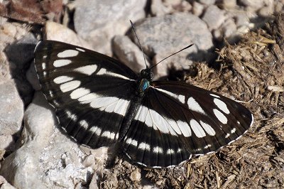 Neptis sappho