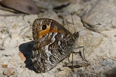 Hipparchia sbordonii