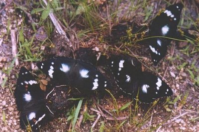Amuriana schrenckii