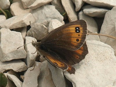 Erebia scipio