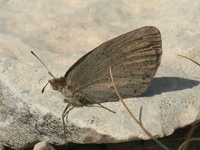 Erebia scipio