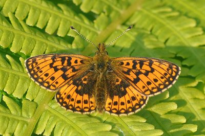 Boloria selene hela