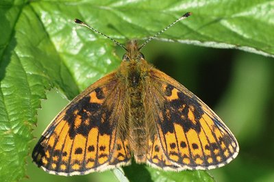 Boloria selene hela
