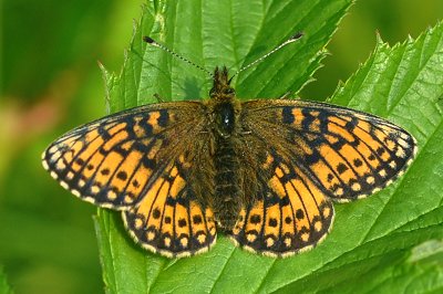 Boloria selene hela