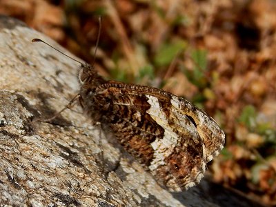 Hipparchia semele thyone