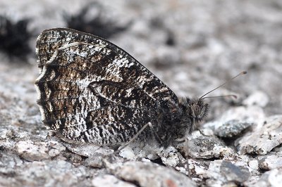 Hipparchia semele montana