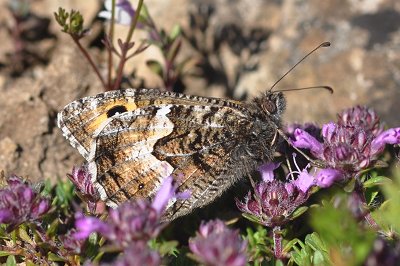 Hipparchia semele tristis