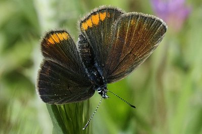 Cyaniris semiargus helena