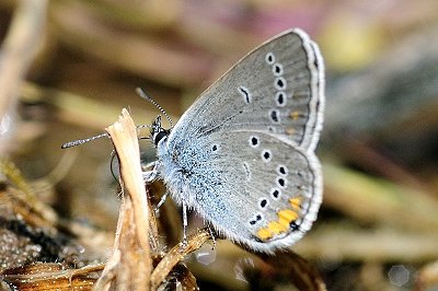 Cyaniris semiargus helena