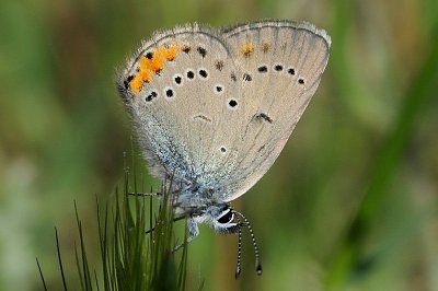 Cyaniris semiargus helena