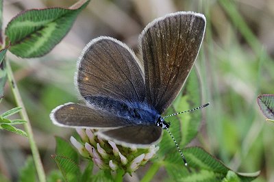 Cyaniris semiargus parnassia