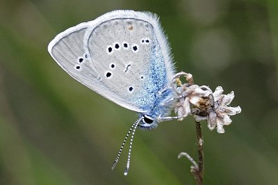 Cyaniris semiargus parnassia