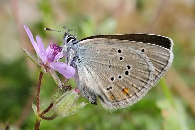 Cyaniris semiargus parnassia