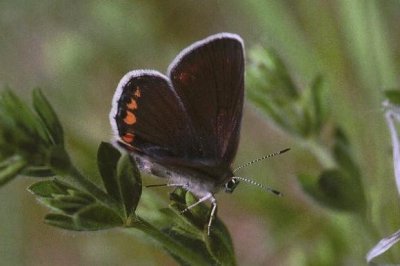 Kretania sephirus