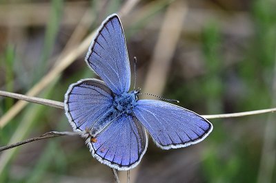 Kretania sephirus