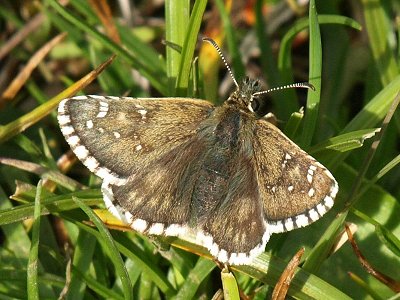 Pyrgus serratulae