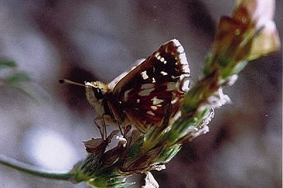 Spialia sertorius