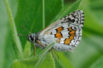 Pyrgus sidae