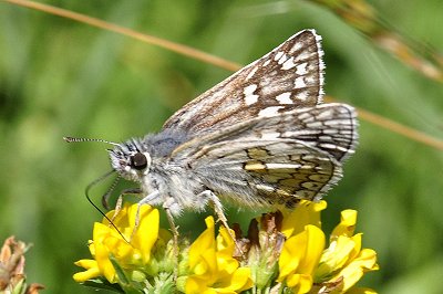 Pyrgus sidae