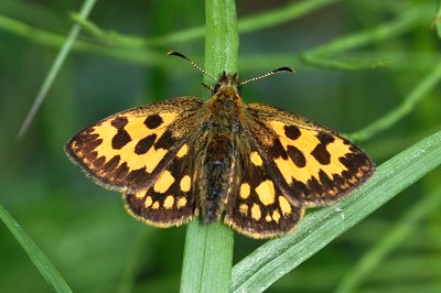 Carterocephalus silvicola