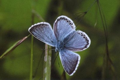 Lysandra coridon slovacus