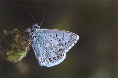 Lysandra coridon slovacus