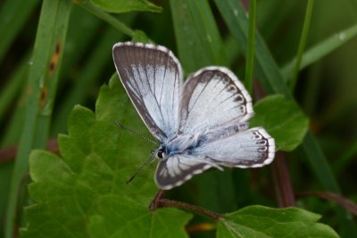Lysandra coridon slovacus f.
latilimbus