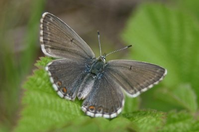 Lysandra coridon slovacus