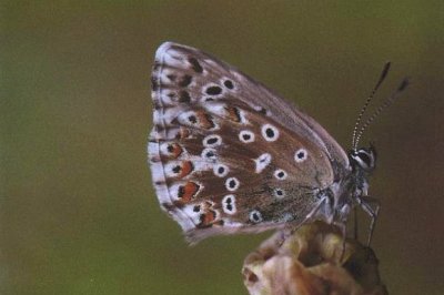 Lysandra coridon slovacus
