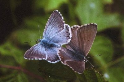 Lysandra coridon slovacus
