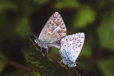 Lysandra coridon slovacus
