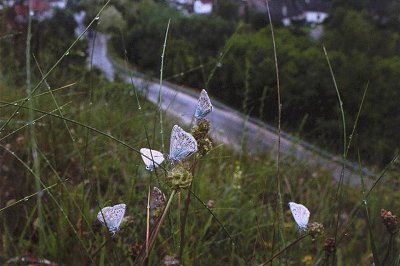 Lysandra coridon slovacus
