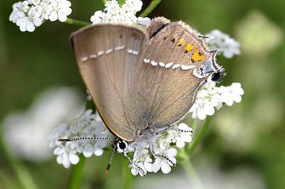 Satyrium spini