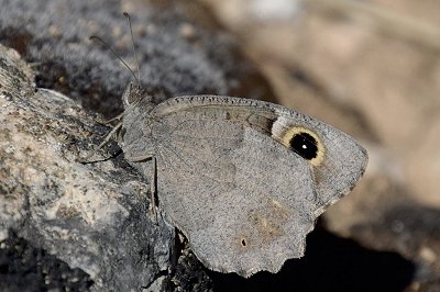 Hipparchia statilinus