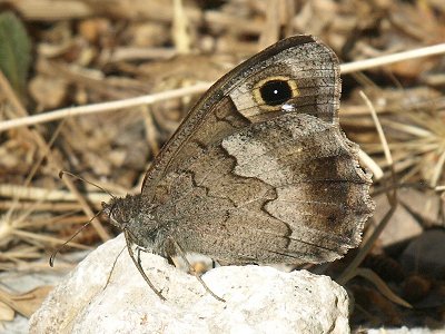 Hipparchia statilinus