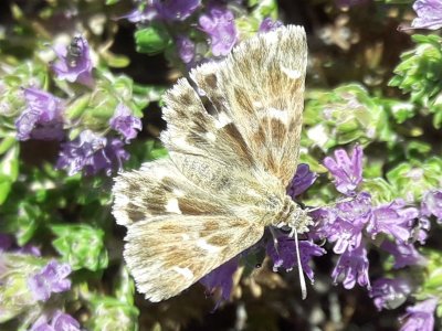 Carcharodus stauderi