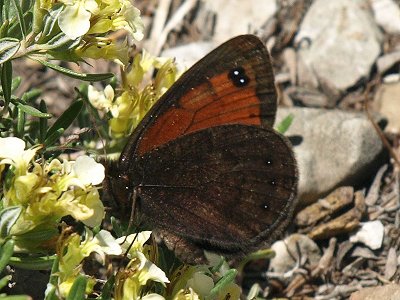 Erebia styx styx