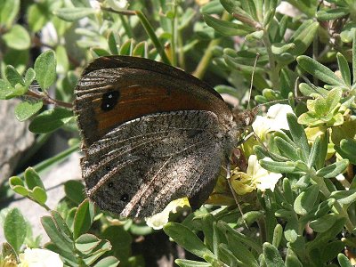 Erebia styx styx