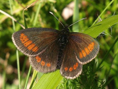 Erebia sudetica liorana