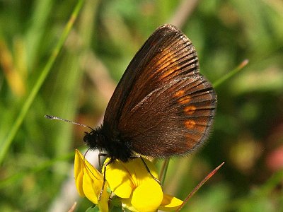 Erebia sudetica liorana